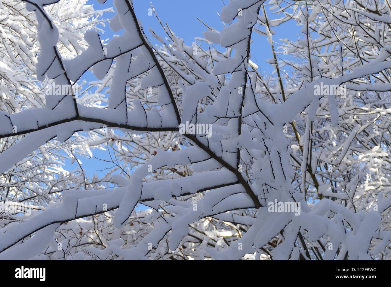 Rami e ramoscelli coperti di neve sotto un cielo blu Foto Stock