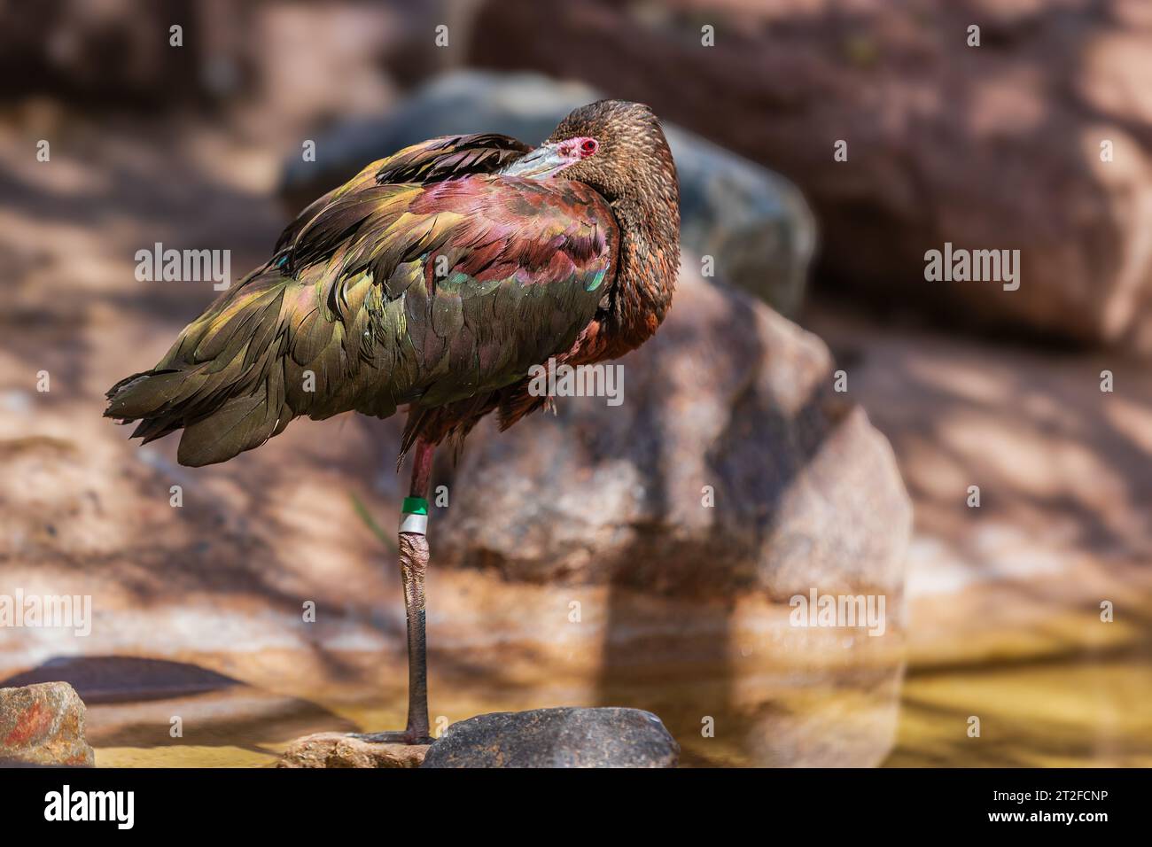 Lo zoo di Phoenix Foto Stock