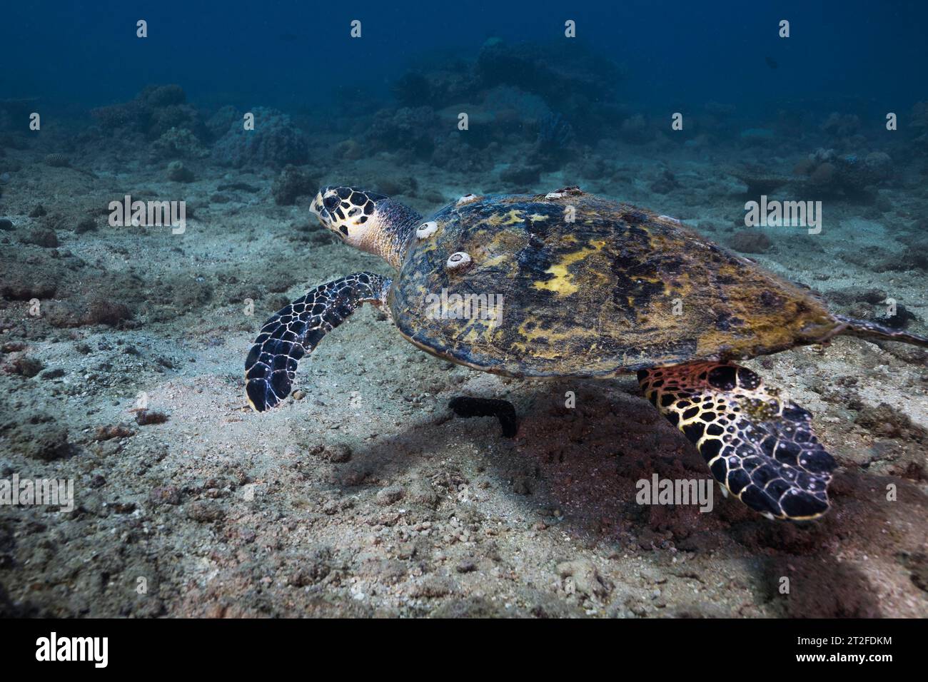Una tartaruga marina Hawksbill che nuota sul fondo dell'oceano sott'acqua Foto Stock