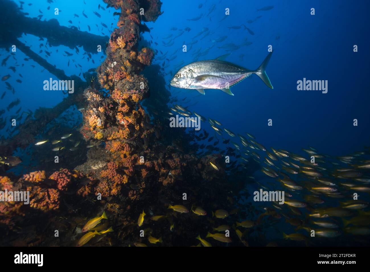 Un Kingfish che caccia pesci più piccoli intorno a un relitto sottomarino di una nave d'altura Foto Stock