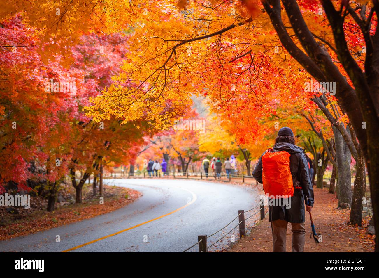 Autunno colorato con splendida foglia d'acero al parco nazionale di Naejangsan, Corea del Sud. Foto Stock