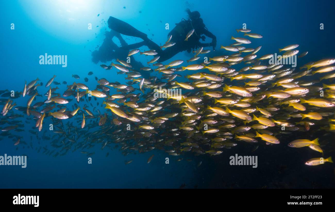 Un branco di pesci gialli o dentici obesi (Lutjanus lutjanus) pesci gialli che nuotano insieme alla silhouette di una subacquea femminile e all'albero Foto Stock