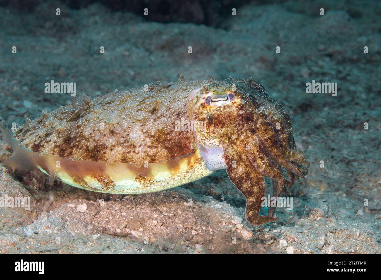 Primo piano del profilo laterale di un Broadclub Cuttlefish (Sepia latimanus) sott'acqua sul fondo dell'oceano Foto Stock