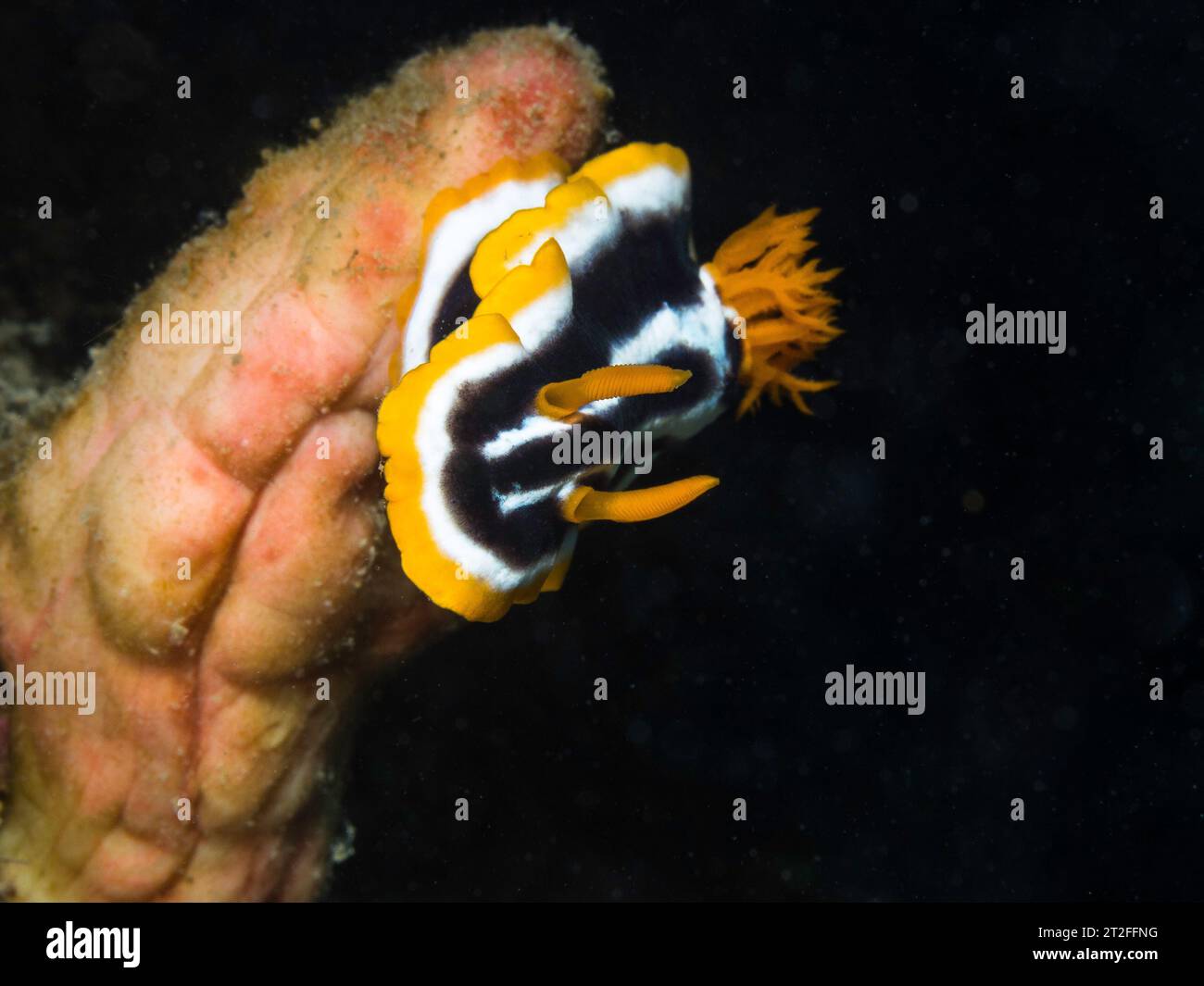 Primo piano di un nudibranco cromodoride africano (Chromodoris Africana) o di un fango marino con colorazione subacquea gialla, nera e bianca Foto Stock