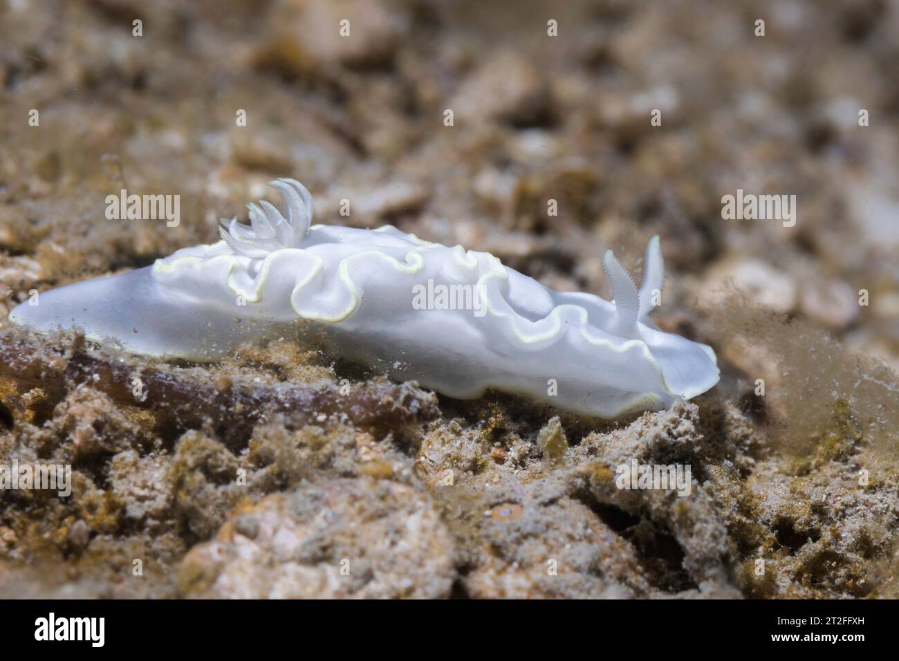 Glossidoris pallida nudibranca con corpo bianco e linea gialla intorno al bordo con impugnatura Foto Stock
