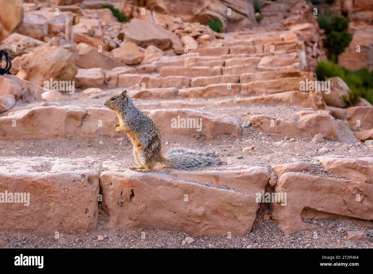 Uno scoiattolo che gioca con i turisti nel South Kaibab Trailhead. Grand Canyon, Arizona Foto Stock