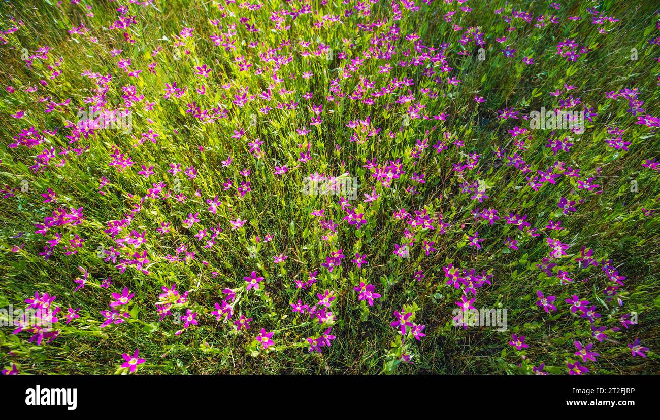 Fiori rosa nella Yosemite Valley. California, Stati Uniti, Nord America Foto Stock