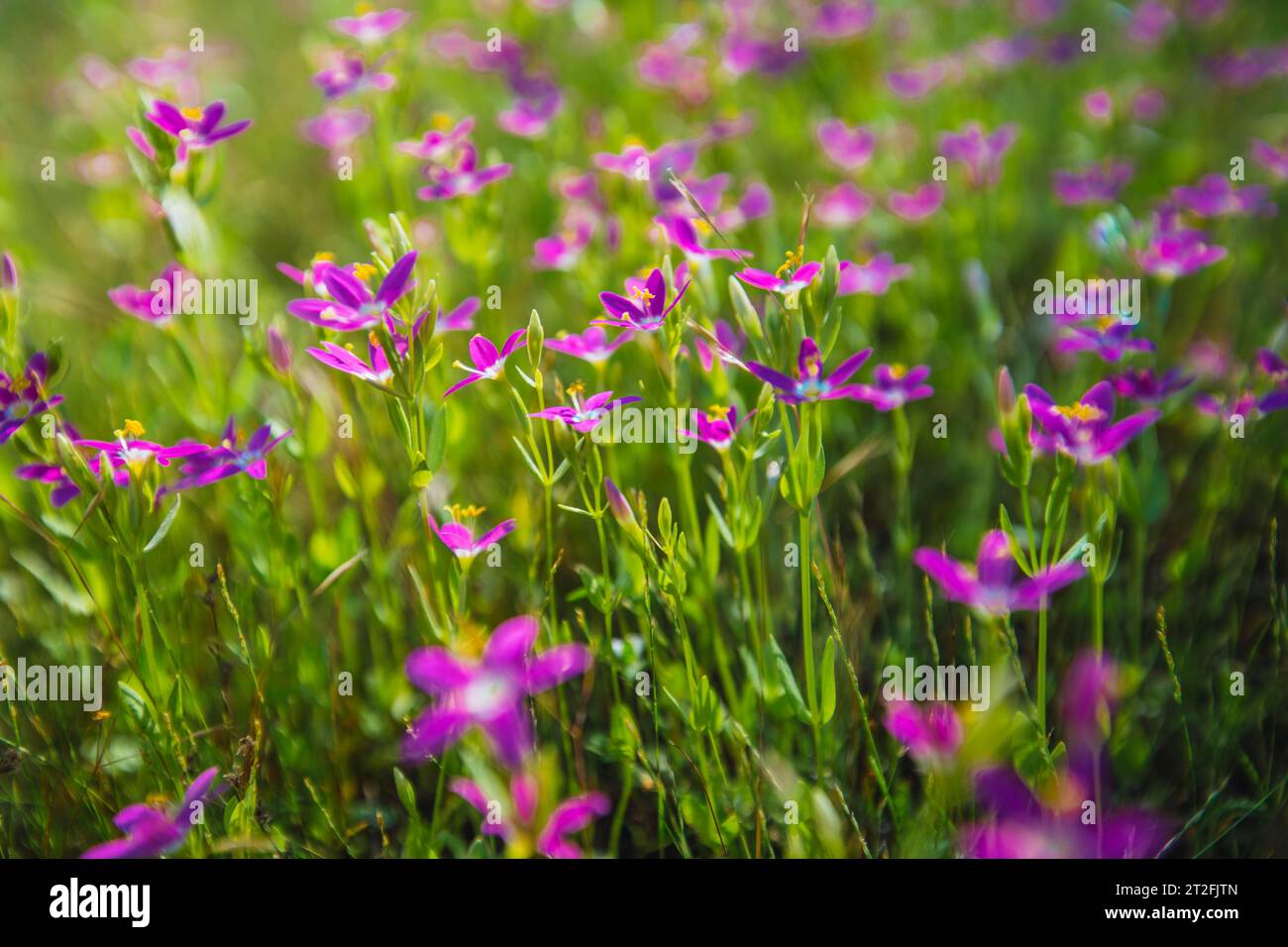 Fiori rosa nella Yosemite Valley. California, Stati Uniti Foto Stock