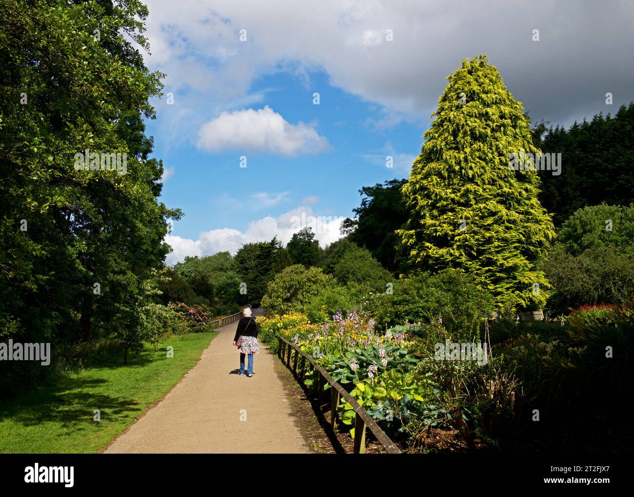 Donna anziana che cammina nel Golden Acre Park, Bramhope, vicino a Leeds, West Yorkshire, Inghilterra Regno Unito Foto Stock