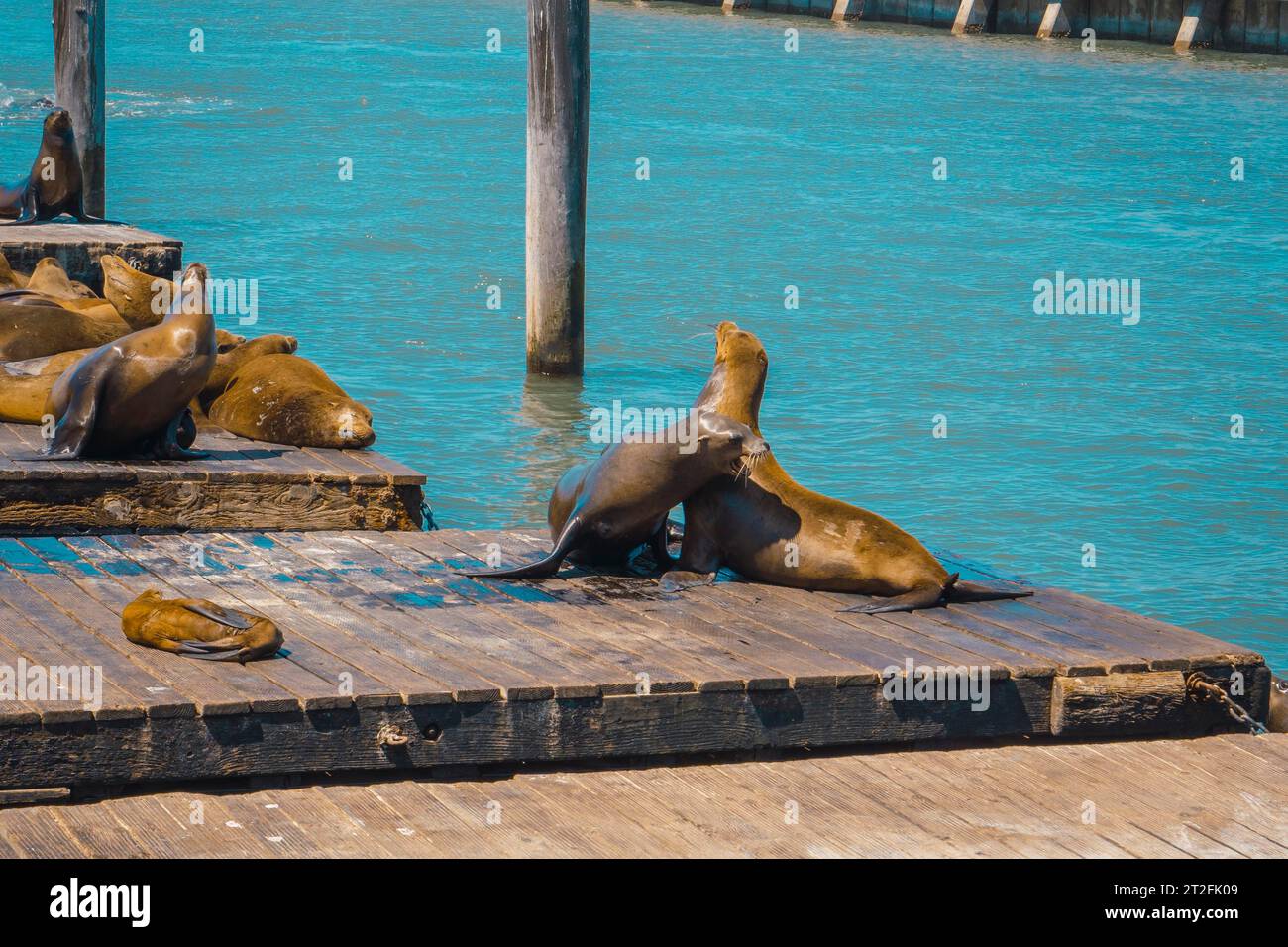 Una foca adulta che ne guarda un'altra nell'acqua al Pier 39, San Francisco. Stati Uniti Foto Stock