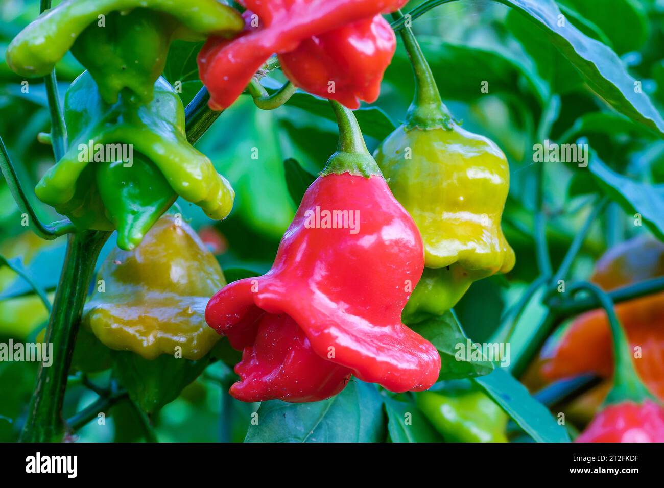 La corona vescovile, la campana di Natale, o cappello da scherzatore, è un pepe, una cultivar della specie Capsicum baccatum var. pendolo Foto Stock