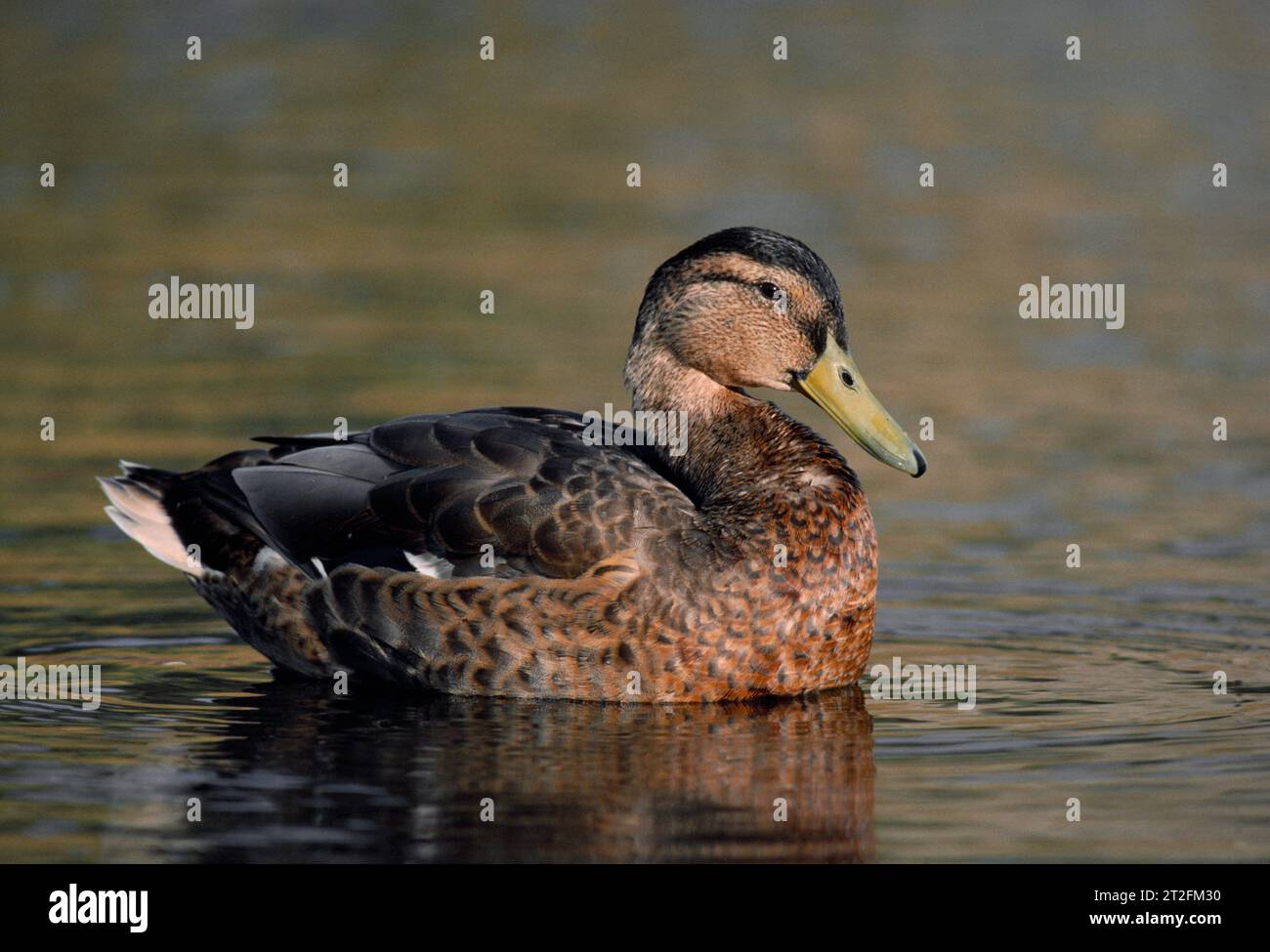 Mallard Duck (Anas platyrhynchos) uccello di drake in fine estate eclissi plumage sullo stagno nel parco cittadino, Edimburgo, Midlothian, Scozia, agosto, 1984 Foto Stock