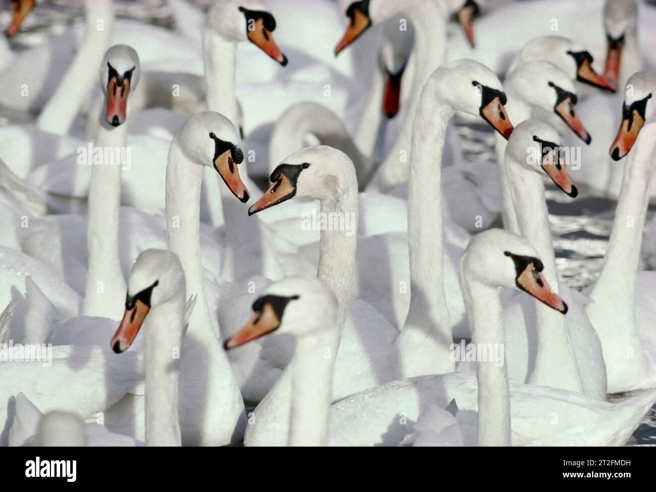 Mute Swan (Cygnus olor) gregge di uccelli che si riuniscono per approfittare di un'alimentazione supplementare in inverno. Foto Stock