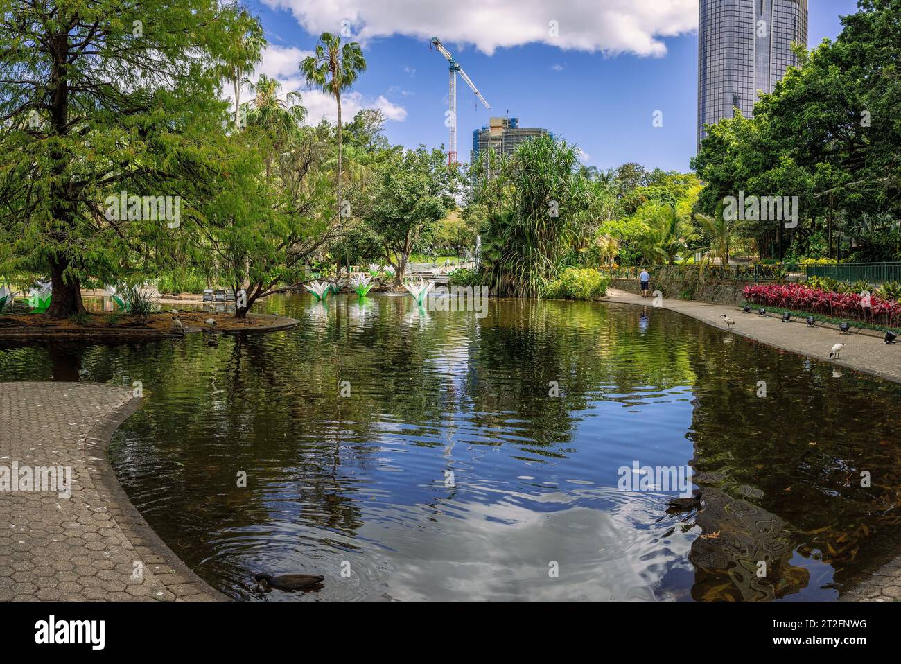 Laghetto nei giardini botanici della città per persone e fauna selvatica possono venire anche a Brisbane, Queensland, Australia Foto Stock