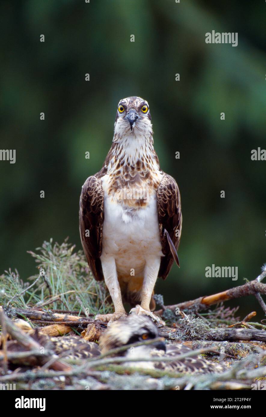 Osprey (Pandion haliaetus) femmina al nido con i pulcini cresciuti, Morayshire, Scozia, giugno 1998 Foto Stock