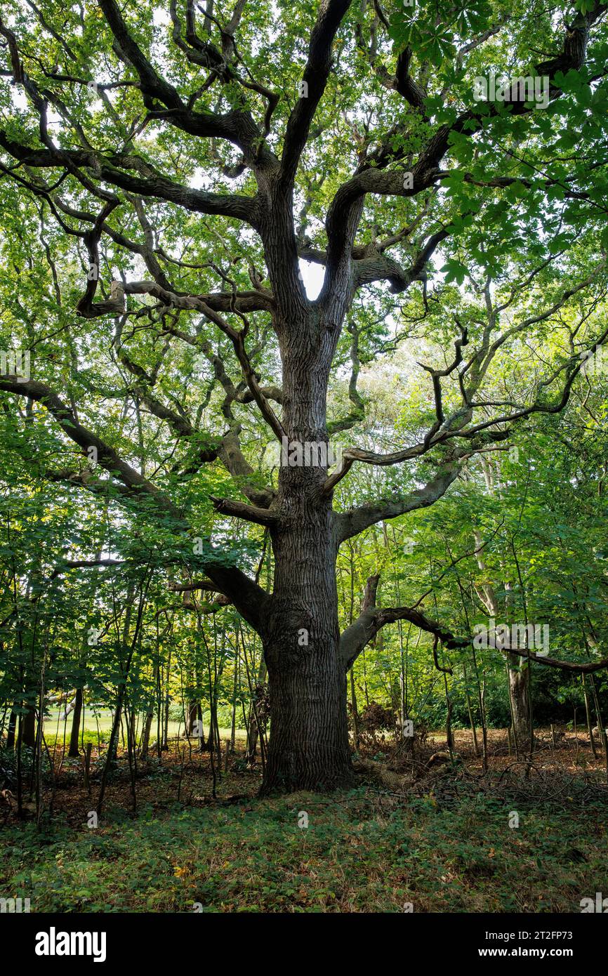 Vecchia quercia nella riserva naturale di Manteling vicino a Oostkapelle sulla penisola di Walcheren, Zelanda, Paesi Bassi alte Eiche im Naturschutzgebiet de M. Foto Stock