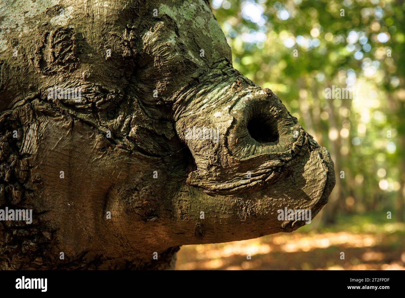 Faggio con un volto nella riserva naturale di Manteling vicino a Oostkapelle su Walcheren, Zelanda, Olanda knorrige buche mit Gesicht im Naturs Foto Stock