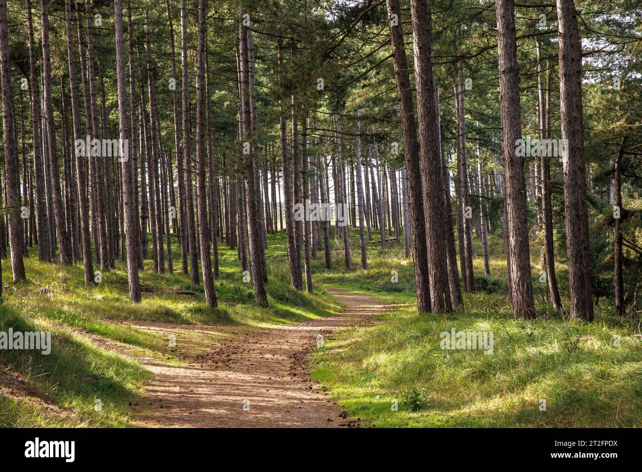 Foresta di pini nel parco naturale Oranjezon vicino a Vrouwenpolder sulla penisola di Walcheren, Zelanda, Paesi Bassi. Kiefernwald im Naturpark Oranjezon Foto Stock