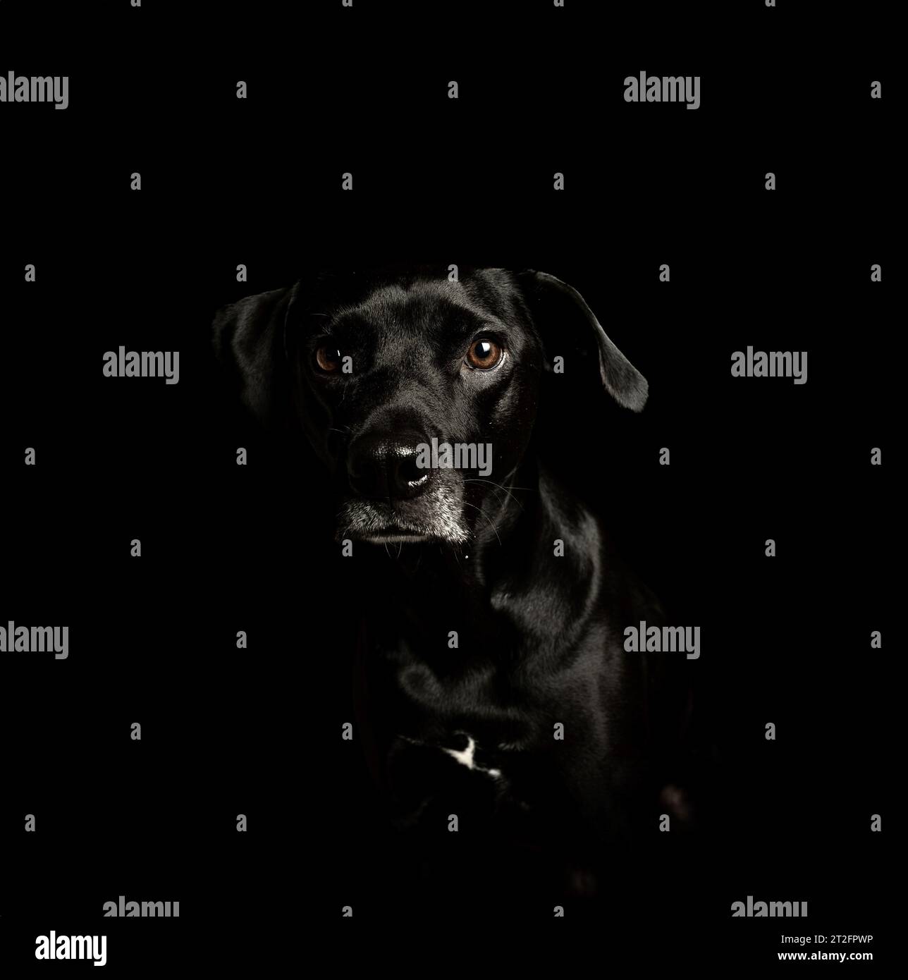Black Lab su sfondo nero che posa fissando la fotocamera Foto Stock