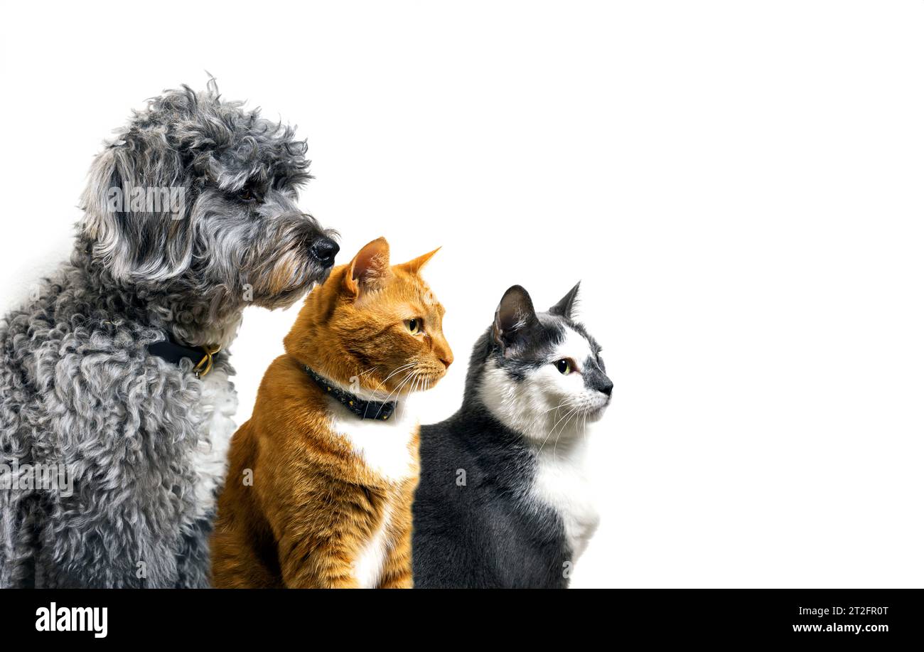 due gatti e un cane in posa nello studio su sfondo bianco Foto Stock