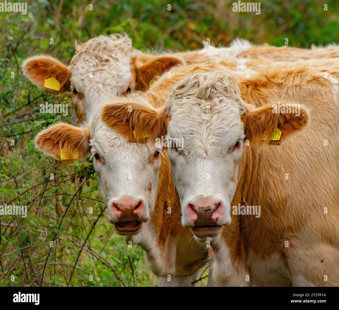 Primo piano di tre bovini da carne, Arnside, Cumbria, Regno Unito. Foto Stock