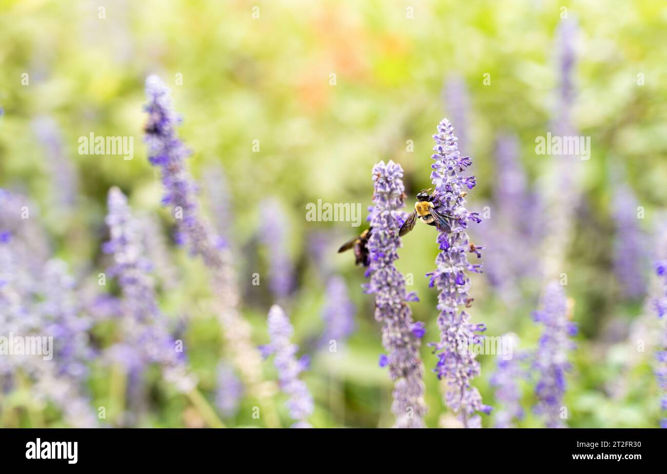 primo piano di alcune api su alcuni fiori di lavanda in tonalità vintage Foto Stock