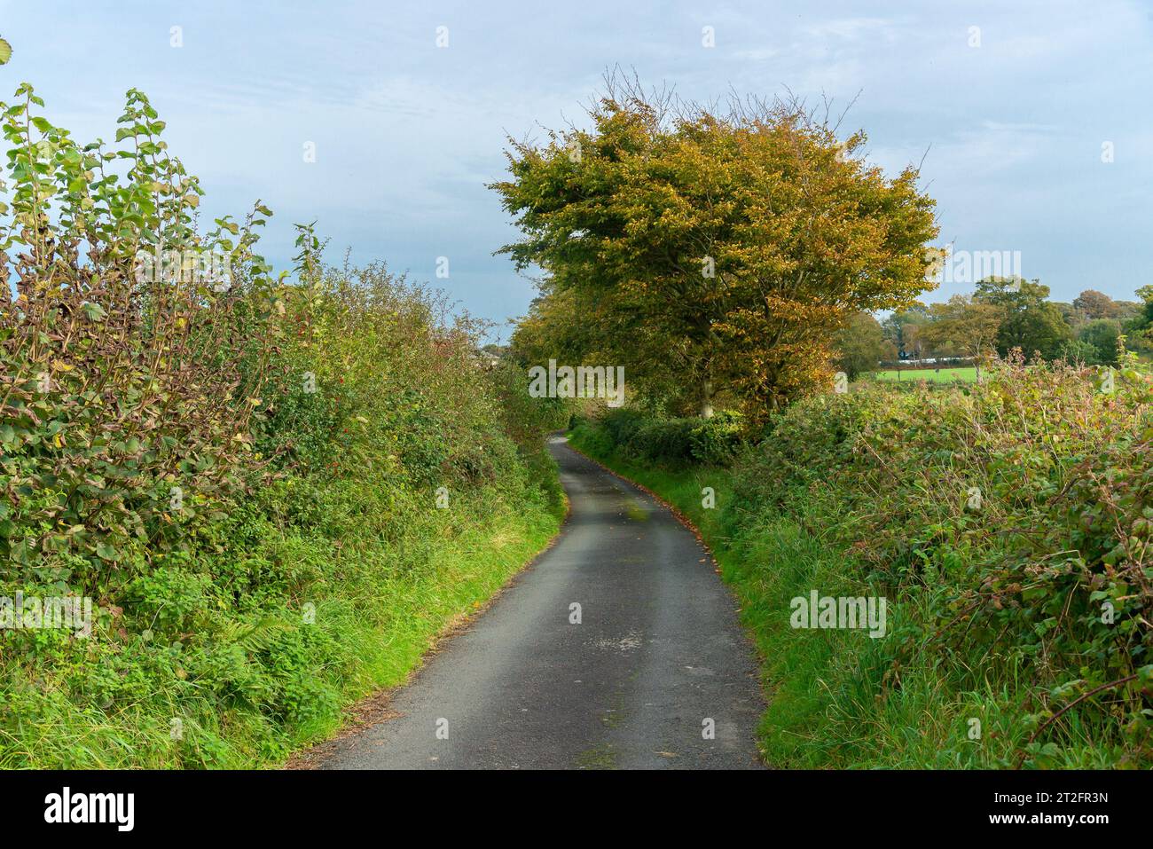 Una strada di campagna autunnale, Bardsea, Ulverston, Cumbria, Regno Unito. Foto Stock
