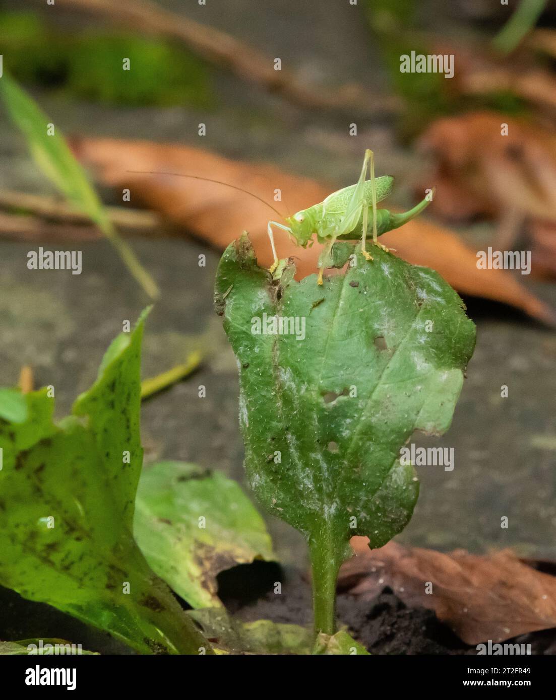 Oak Bush-cricket in un giardino, Preston, Lancashire, Regno Unito. Abitante di antichi boschi, siepi, parchi e giardini, l'Oak Bush-cricket può essere Foto Stock