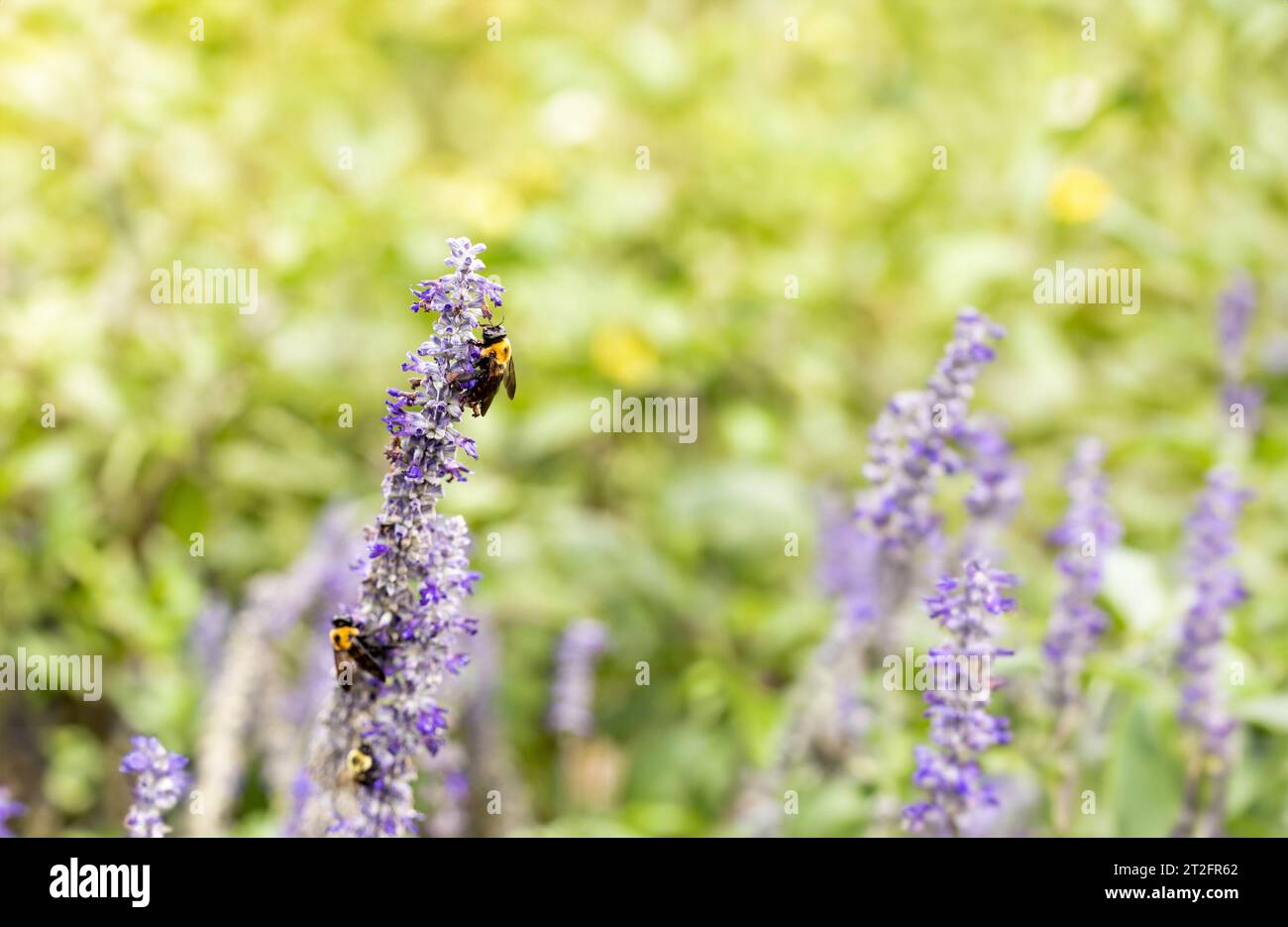 primo piano di alcune api su alcuni fiori di lavanda in tonalità vintage Foto Stock