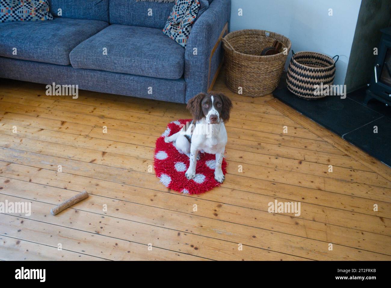 Uno springer spaniel di cinque mesi seduto in una casa con pavimento in legno di pino Foto Stock