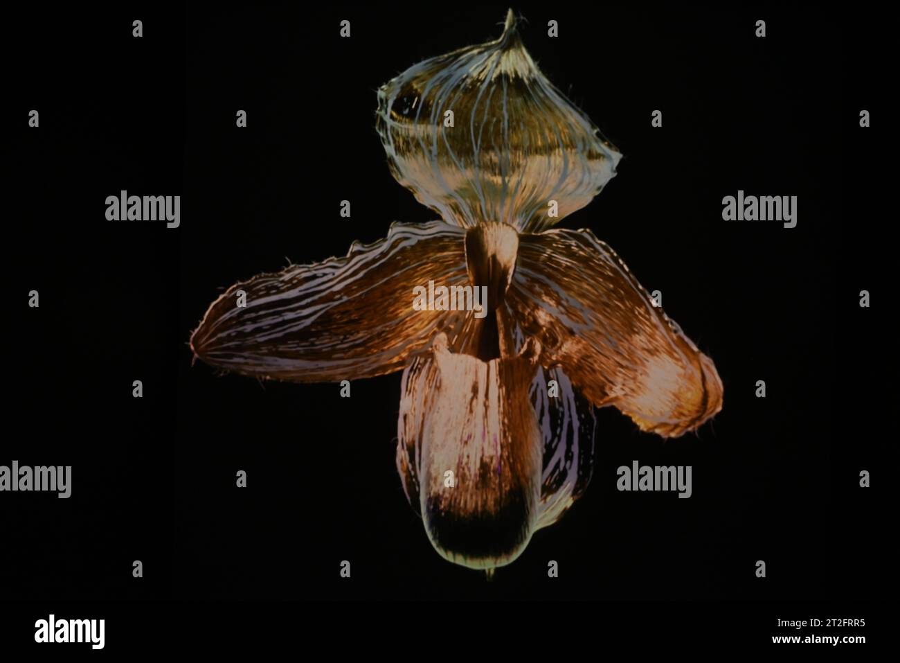 Una nuova mostra giunge ai Kew Gardens dal 20 ottobre nella Shirley  Sherwood Gallery of Botanical Art, Petrichor presenterà nuove commissioni insieme a opere esistenti, attingendo a una serie di immagini suggestive provenienti dal mondo naturale. Questa mostra comprenderà anche installazioni scultoree, utilizzando una varietà di pionieri tecniche per esplorare il rapporto tra il mondo naturale , la storia dell arte e come la natura nell arte può influenzare il modo in cui vediamo il mondo che ci circonda . Foto Stock