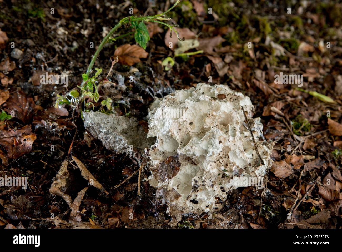 Muffa di melma - fungo malato di cane - mucilago crustacea. Aberdeen Scozia Foto Stock