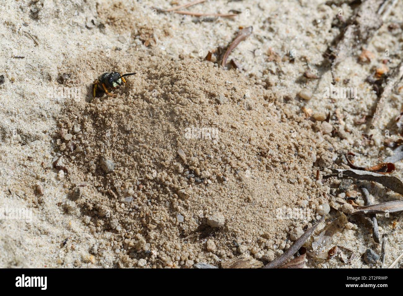 Bienenwolf, Am Nest, Nisteingang, Neströhre, Niströhre, Philanthus triangulum, Philanthus apivorus, European beewolf, beewolf, bee-eating philanthus, Foto Stock