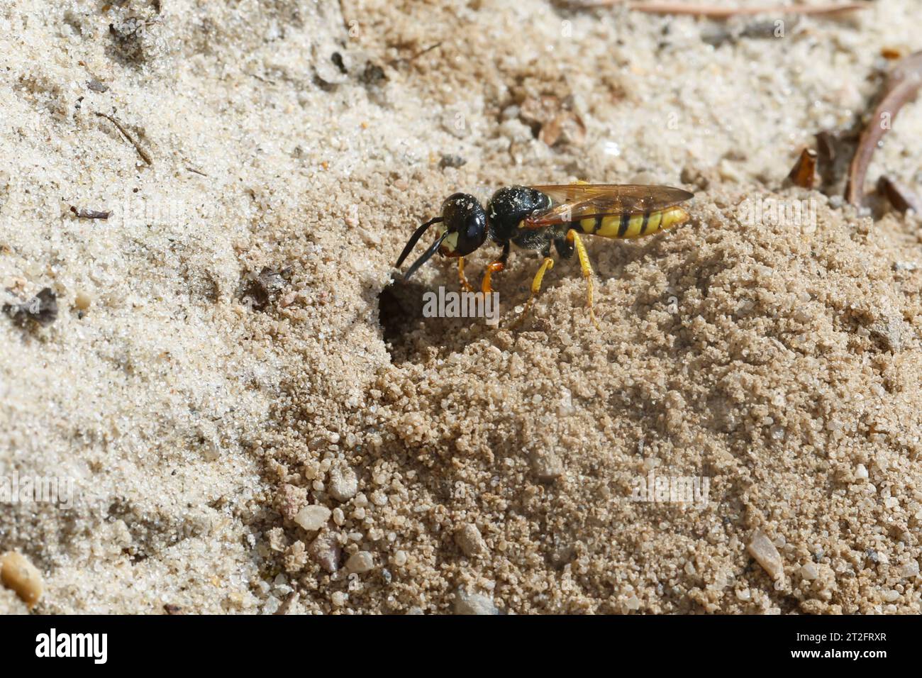 Bienenwolf, Am Nest, Nisteingang, Neströhre, Niströhre, Philanthus triangulum, Philanthus apivorus, European beewolf, beewolf, bee-eating philanthus, Foto Stock