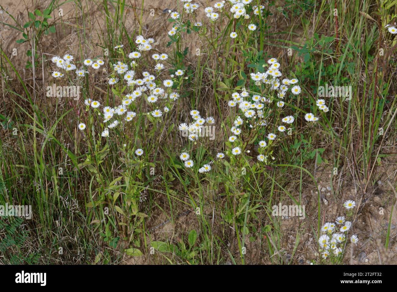 Einjähriges Berufkraut, Einjähriges Berufskraut, Weißes Berufkraut, Feinstrahl, Einjähriger Feinstrahl, Feinstrahl-Berufkraut, Erigeron annuus, annuale Foto Stock