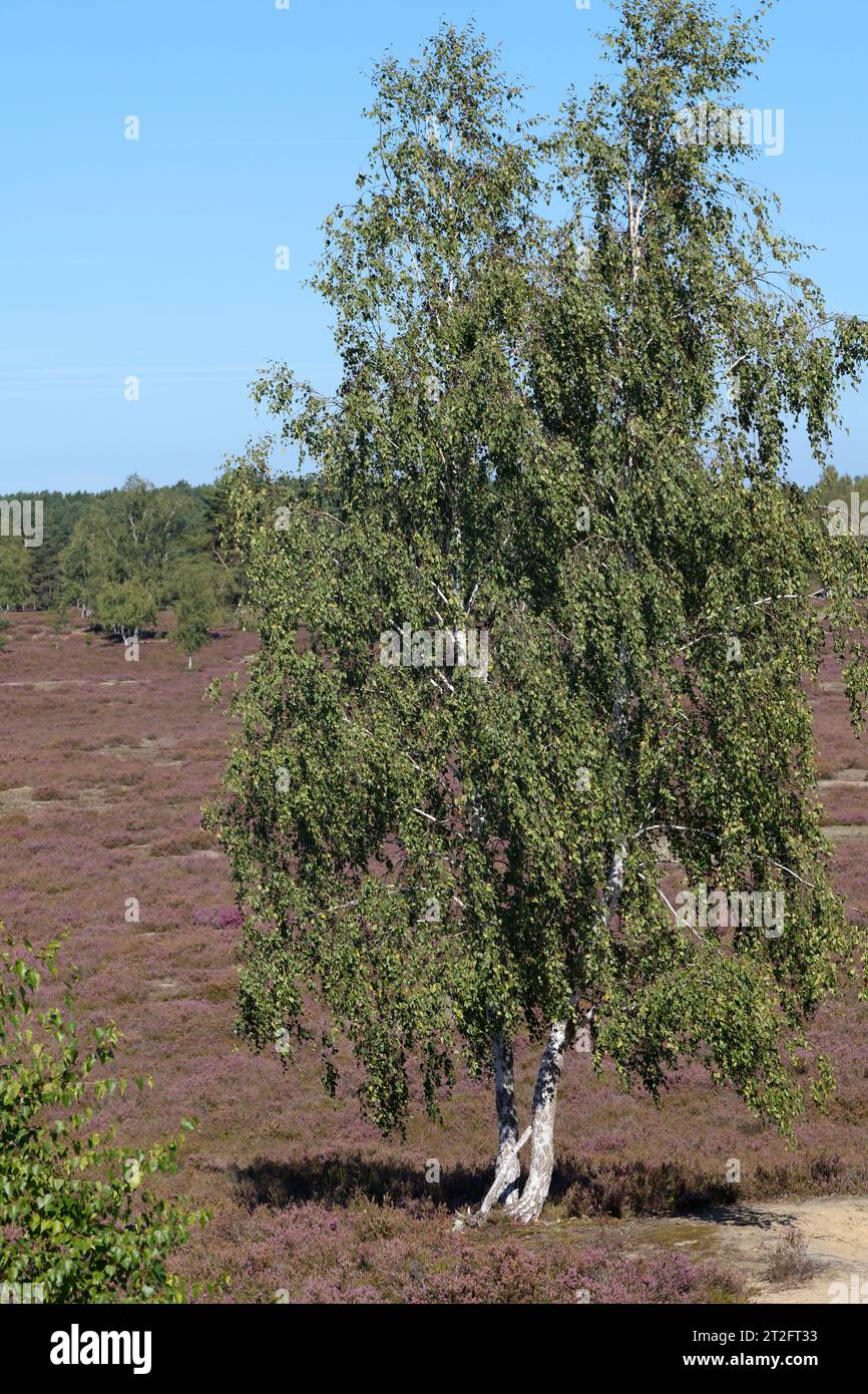 Hänge-Birke, Sand-Birke, Birke, Hängebirke, Betula pendula, bianco europeo Betulla, Silver Birch Foto Stock