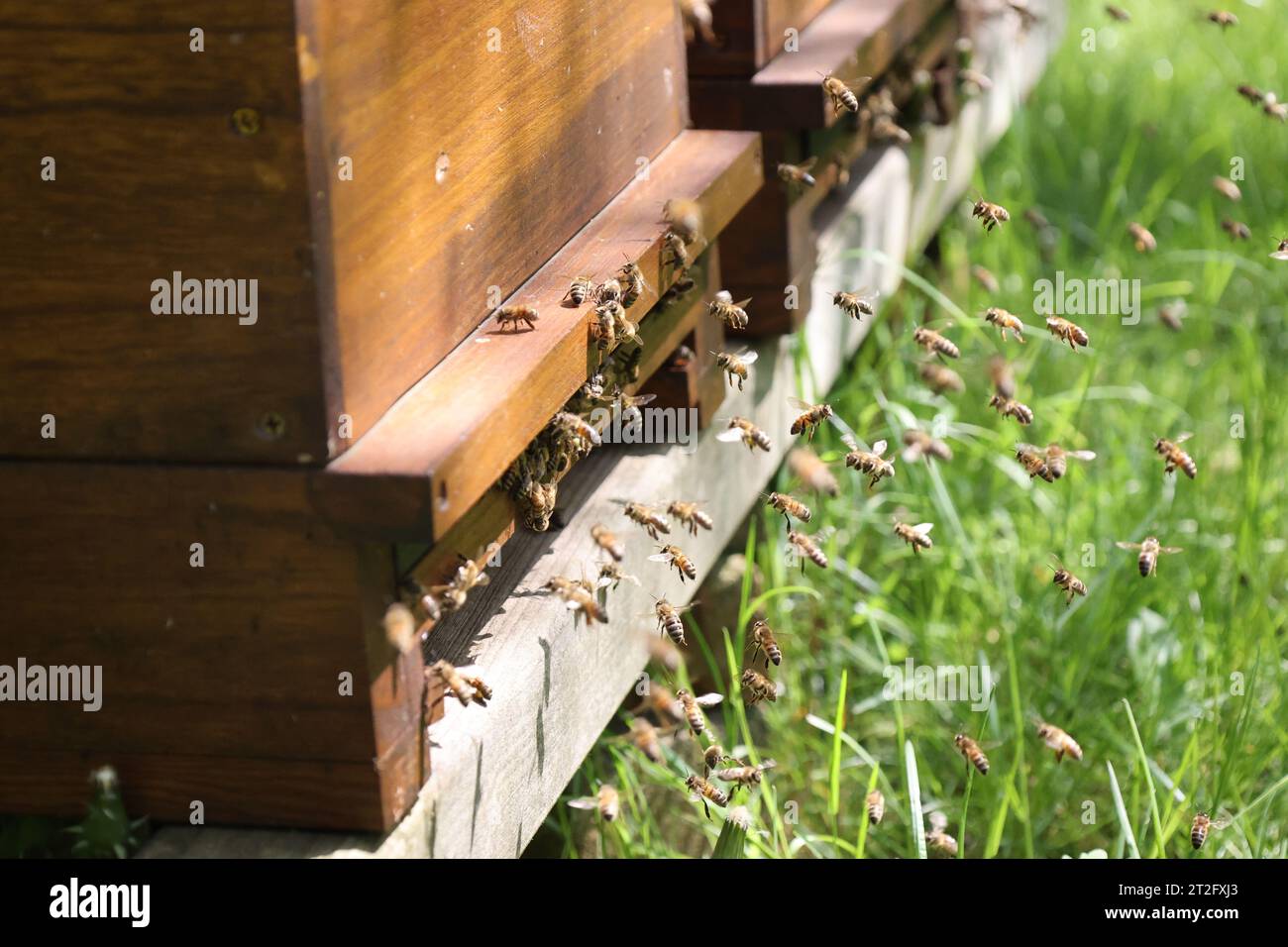 Sciami di api all'ingresso di un'ape di miele molto popolata, che volano nell'aria estiva Foto Stock