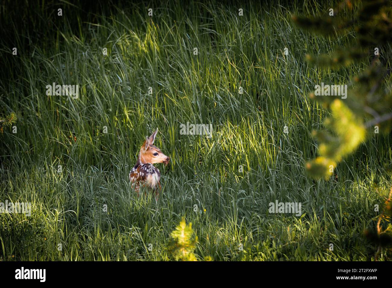 il piccolo cervo è a malapena visibile nell'erba alta Foto Stock