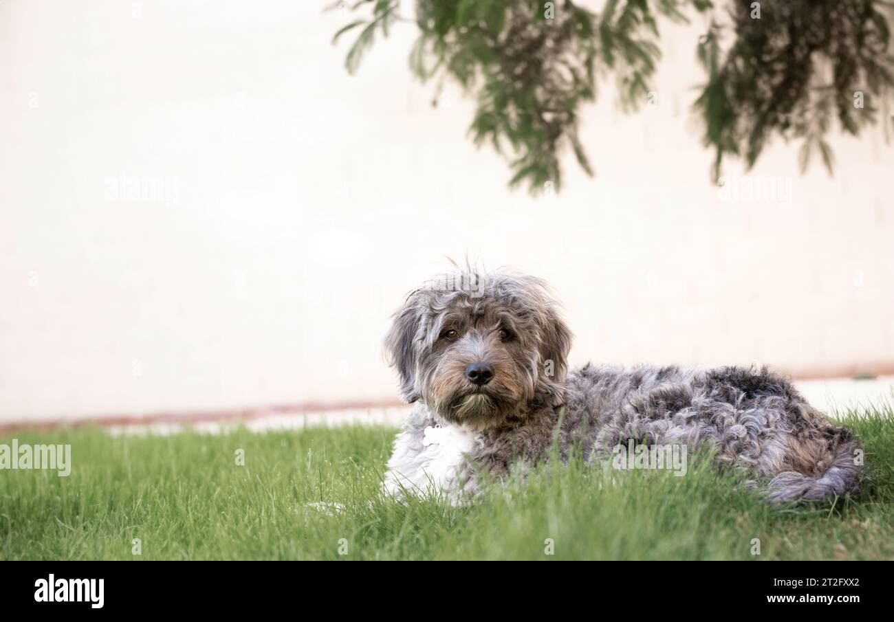 cane steso nell'erba nel cortile Foto Stock