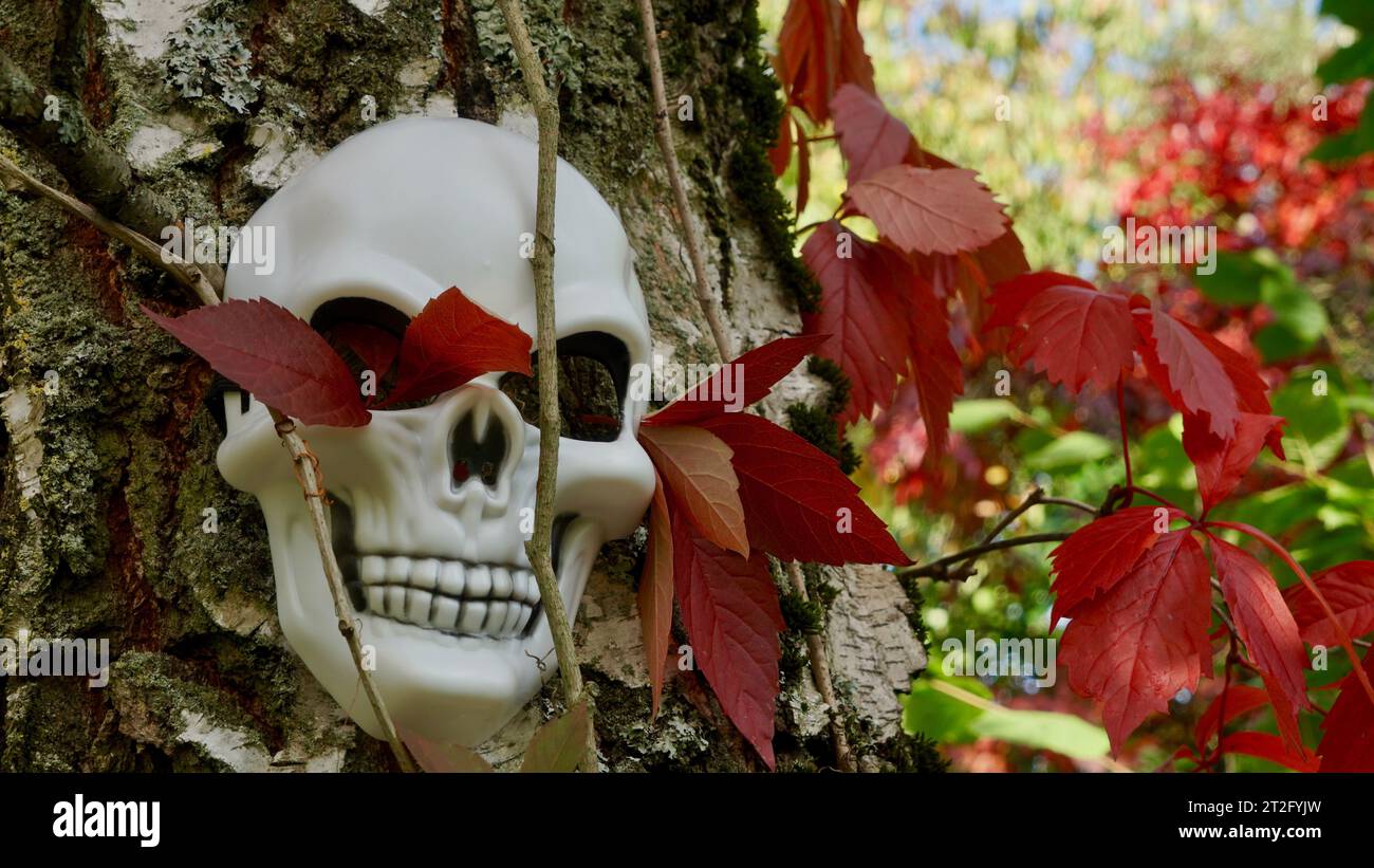 Maschera di morte su un albero di betulla con vite selvatica rossa Foto Stock