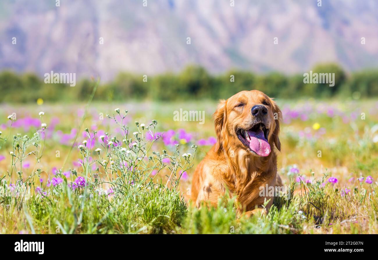 golden retriever che ha il tempo della sua vita in un campo di fiori Foto Stock
