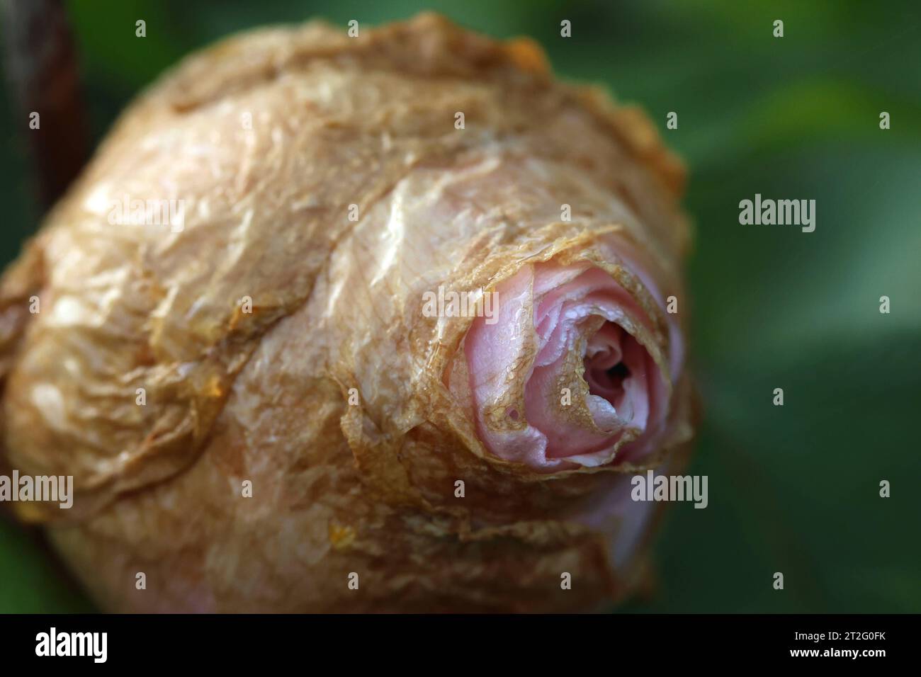 Natur 18.10.2023, Ostramondra, erfrorene Bluetenblaetter einer rosafarbenen Rose Rosa **** Nature 18 10 2023, Ostramondra, petali congelati di rosa rosa credito: Imago/Alamy Live News Foto Stock