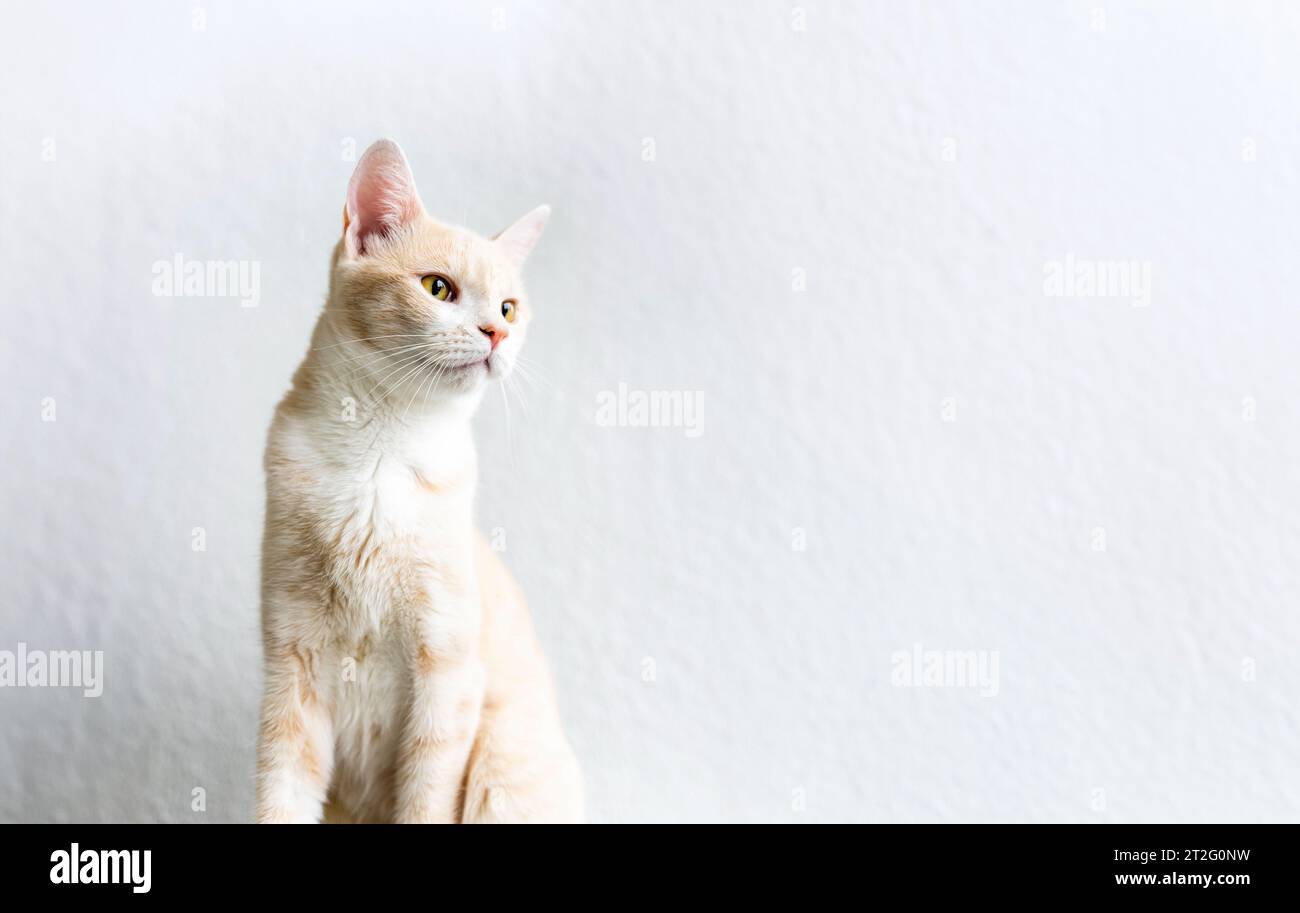 gatto bianco in posa su sfondo bianco Foto Stock