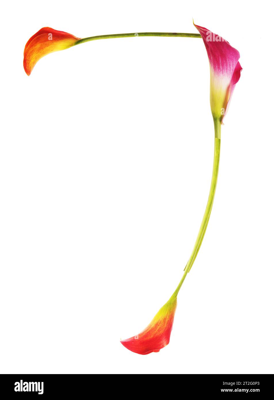 Il colorato numero 7 composto da gigli di calla di giallo, rosso, rosa. arancione, verde e bianco. Elegante, simbolo della comunicazione. Foto Stock