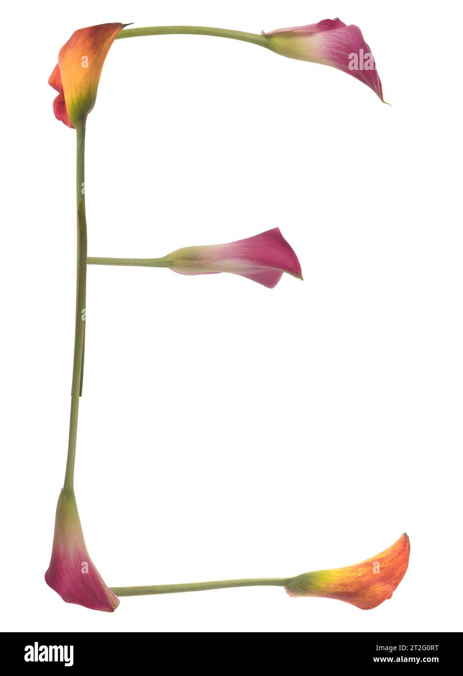 Lettera colorata e composta da gigli di calla di giallo, rosso, rosa. arancione, verde e bianco. Elegante, simbolo della comunicazione. Foto Stock