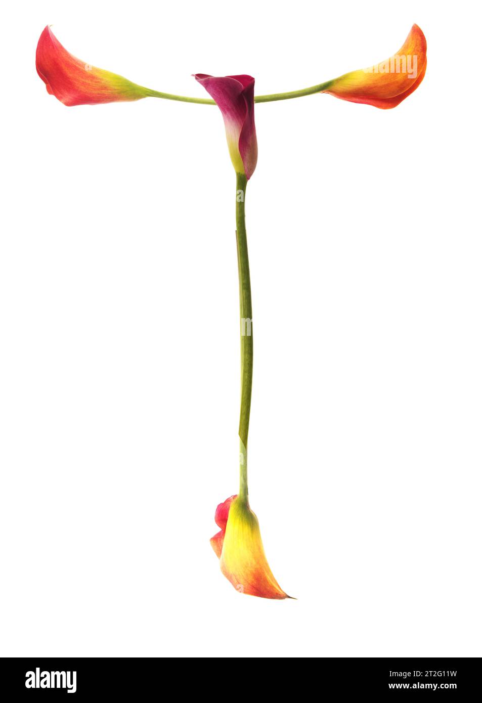 Lettera T colorata composta da gigli di calla di giallo, rosso, rosa. arancione, verde e bianco. Elegante, simbolo della comunicazione. Foto Stock