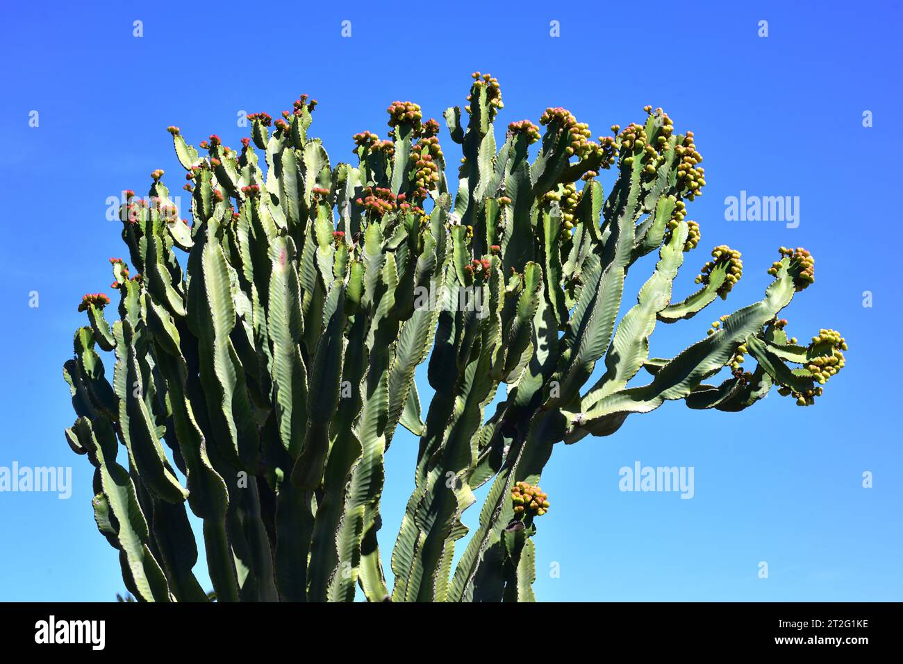 L'albero del candelabro (Euphorbia candelabrum) è una pianta succulente originaria dell'Africa orientale. Gambi e frutti. Foto Stock