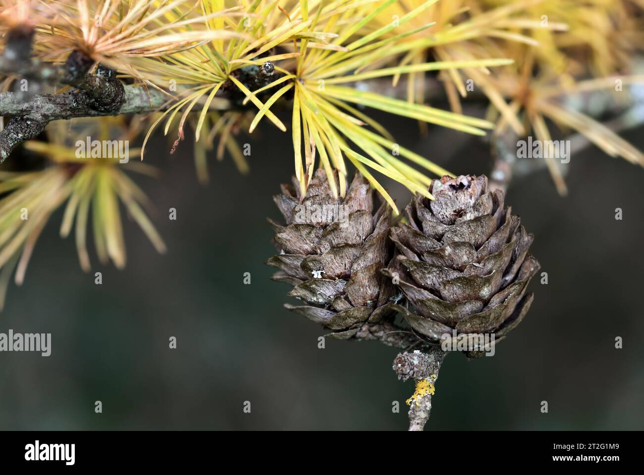 Larch Tree Cones and Needles in Autumn, Hamsterley Forest, County Durham, UK Foto Stock