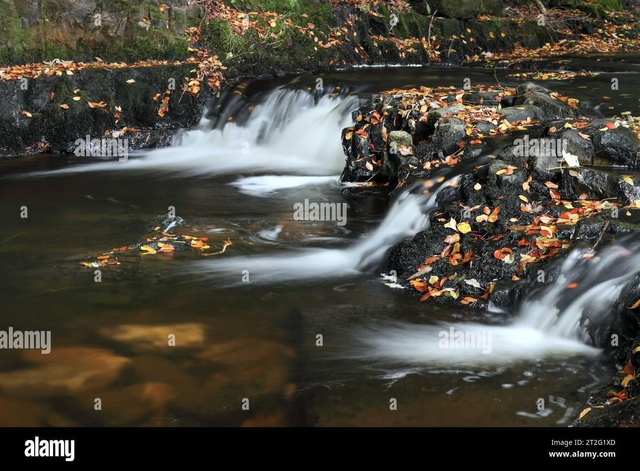 Bowlees Beck (Bow Lee Beck) Early Autumn, Bowlees, Teesdale, County Durham, Regno Unito Foto Stock