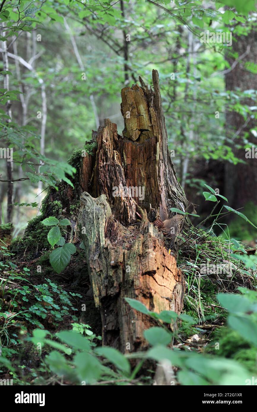 Forest deadwood, un importante habitat per invertebrati, piante, funghi e altri animali come Badger che si nutrono di vermi e insetti, Hamsterley Fore Foto Stock